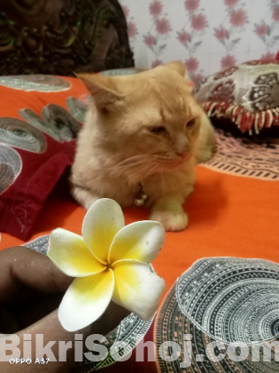 High quality persian mixed breed adult male cat...